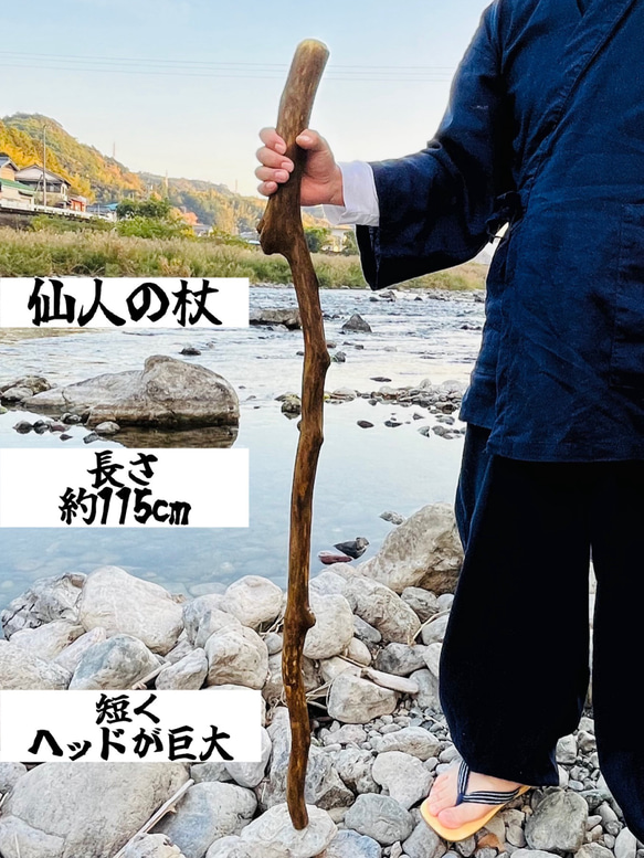 杖仙人杖