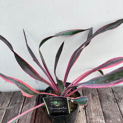 散斑入りグロリオサ 園芸ネット本店｜ユッカ：グロリオサ バリエガータ（斑入り） 8号