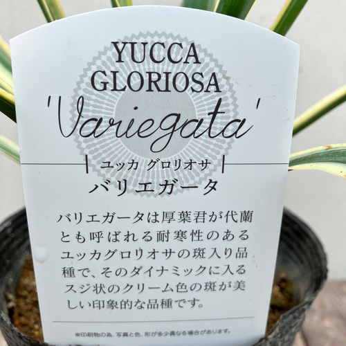 耐寒性ユッカ＊グロリオサ バリエガータ＊斑入り＊ロックガーデン