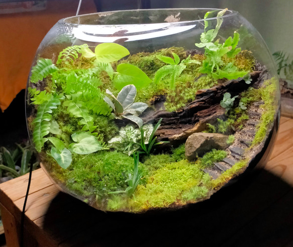 ガラスボール苔テラリウム 