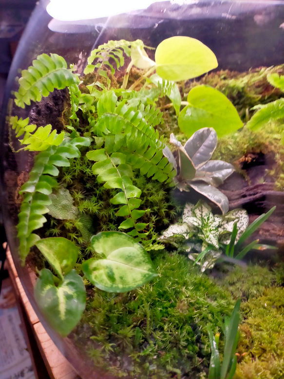 ガラスボール苔テラリウム 