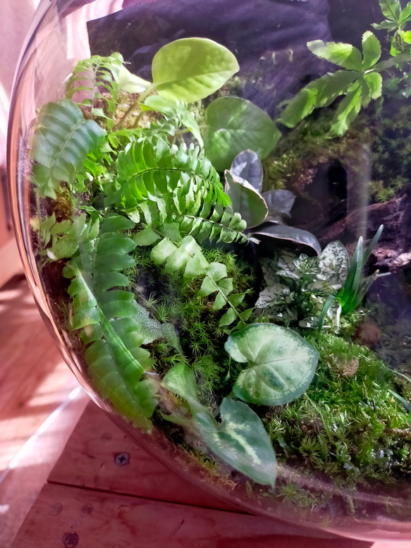 ガラスボール苔テラリウム 