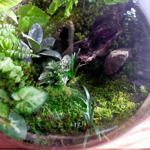 ガラスボール苔テラリウム テラリウム サリー 通販 16930783｜Creema