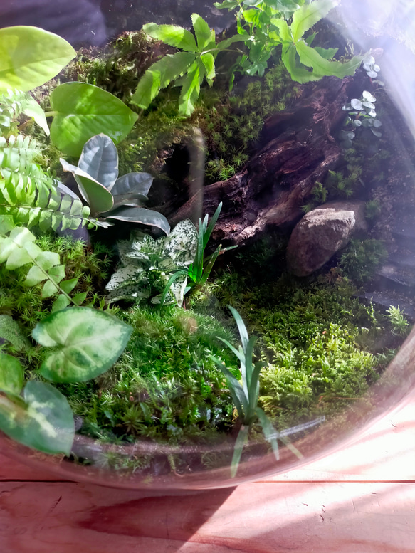 ガラスボール苔テラリウム 