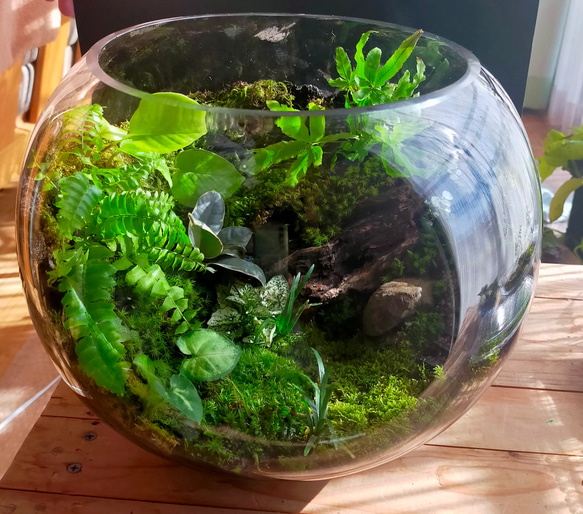 ガラスボール苔テラリウム 