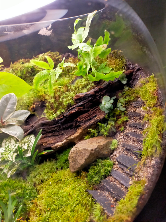 ガラスボール苔テラリウム 