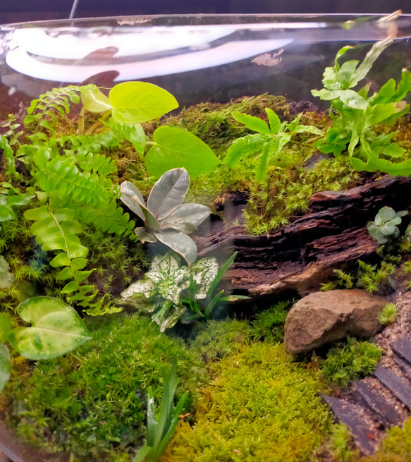 ガラスボール苔テラリウム 