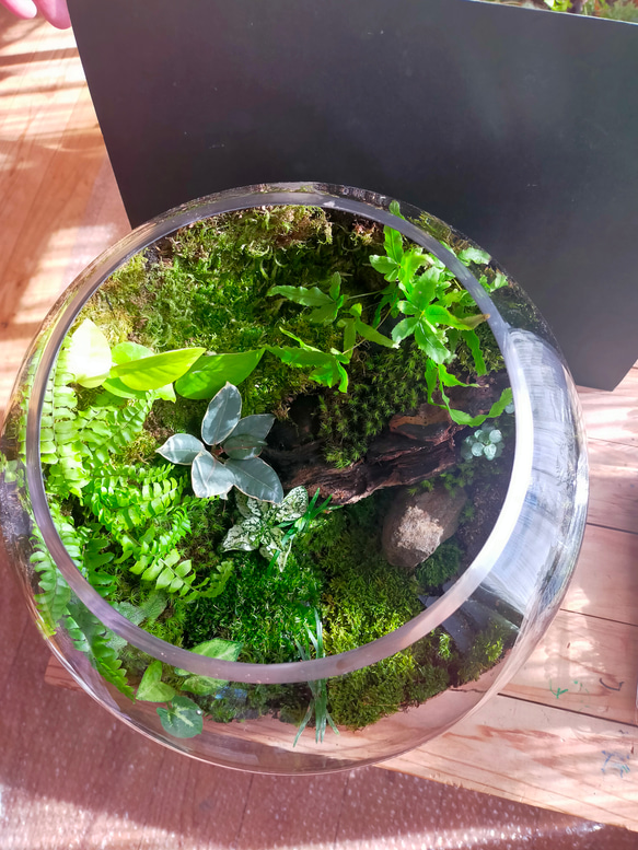 ガラスボール苔テラリウム 