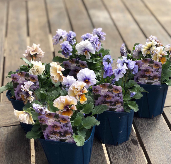 専用 NS1♥ヌーヴェルヴァーグ すみれの革命♥超希少♥花苗ポット