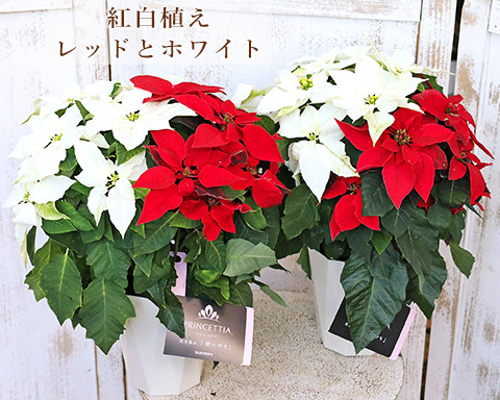 赤と白の花模様 深鉢 赤と白の花模様 深鉢