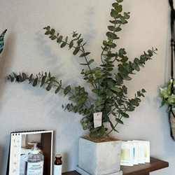 【室内用ユーカリグニー】造花 無料ラッピング◎ 中型観葉植物 新築 フェイクグリーン 6枚目の画像