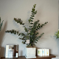 【室内用ユーカリグニー】造花 無料ラッピング◎ 中型観葉植物 新築 フェイクグリーン 5枚目の画像