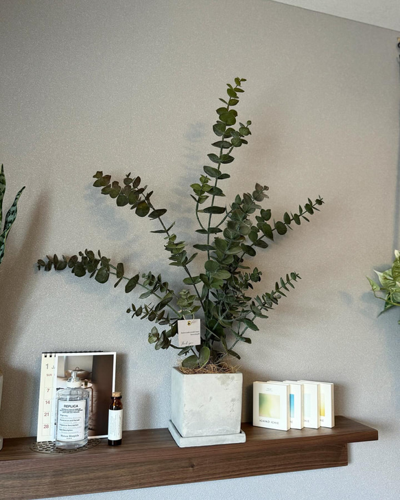 【室内用ユーカリグニー】造花 無料ラッピング◎ 中型観葉植物 新築 フェイクグリーン 5枚目の画像