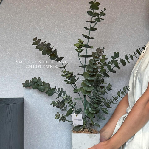 ユーカリ 中型 常緑樹 ユーカリ 中型 常緑樹 常緑シンボルツリー、人気