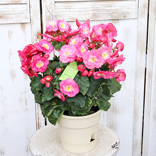 鉢花 ERIRA 花鉢 エラチオール ベゴニア ビラブローズ 5号 高さ38cm ピンクの花