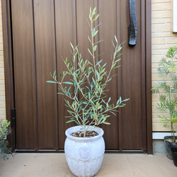 オリーブの木　エルグレコ　蜂柄壺型テラコッタ鉢植え　苗　シンボルツリー 7枚目の画像