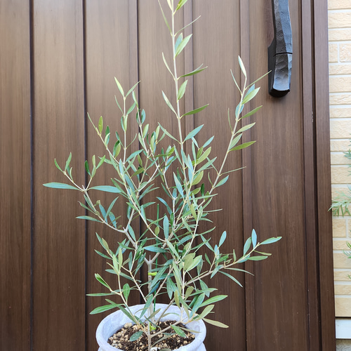 オリーブの木 エルグレコ 蜂柄壺型テラコッタ鉢植え 苗 シンボル