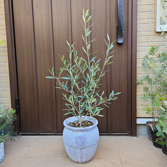 オリーブの木　エルグレコ　蜂柄壺型テラコッタ鉢植え　苗　シンボルツリー 1枚目の画像