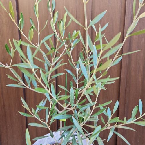 オリーブの木　エルグレコ　くるくるデザインテラコッタ鉢植え　苗　ウェルカムツリー 再販 オリーブの木 エルグレコ ワイルドロックテラコッタ鉢植え