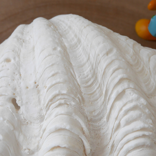 激レア！激美！ Lサイズ 天然 シャコ貝 片側1枚 宮古島産 A級品 素材