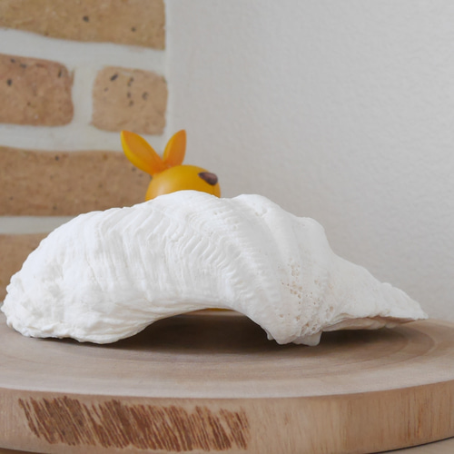 激レア！激美！ Lサイズ 天然 シャコ貝 片側1枚 宮古島産 A級品 素材