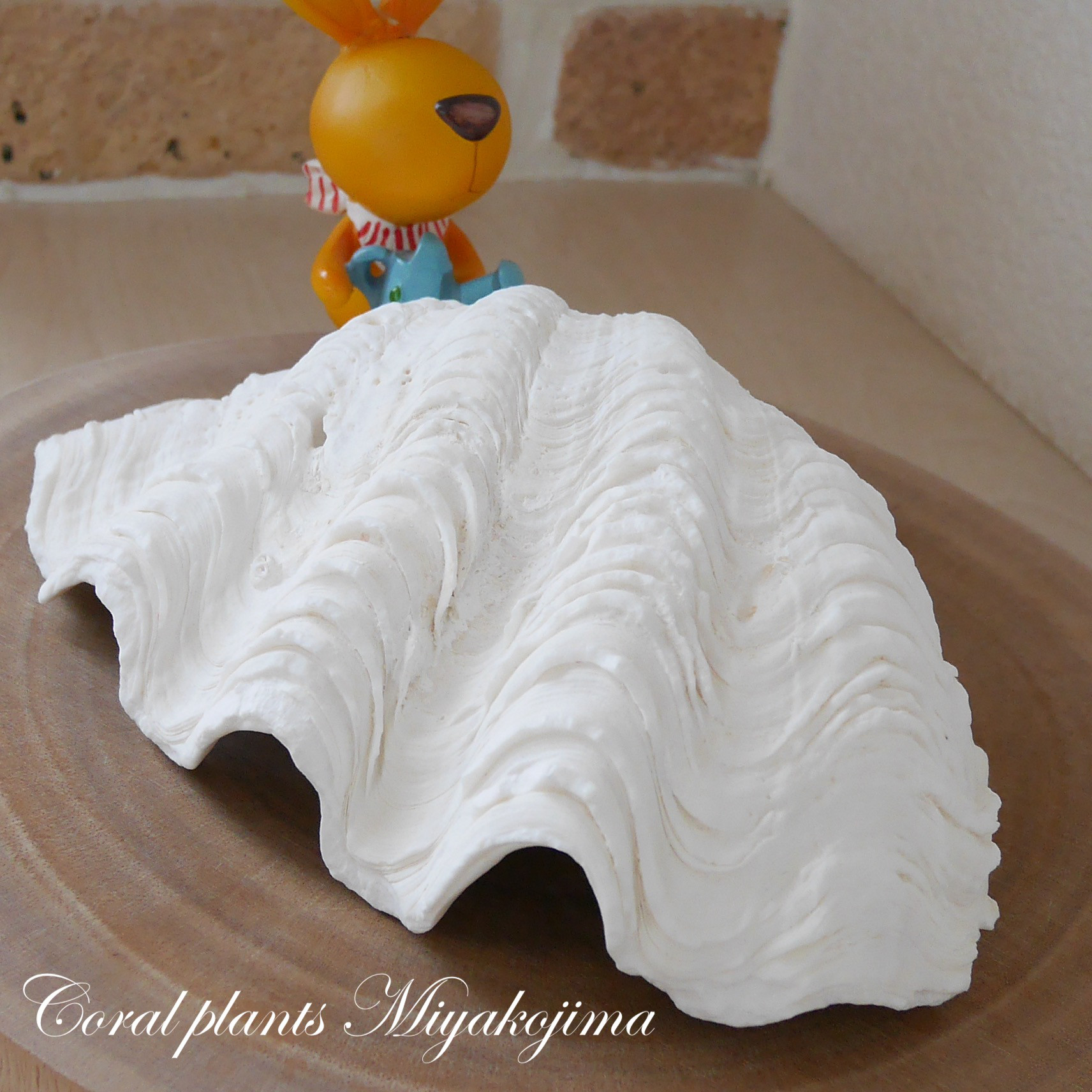 激レア！激美！ Ｌサイズ 天然 シャコ貝 片側1枚 宮古島産 Ａ級品 素材販売 貝殻 シェル おうちインテリア