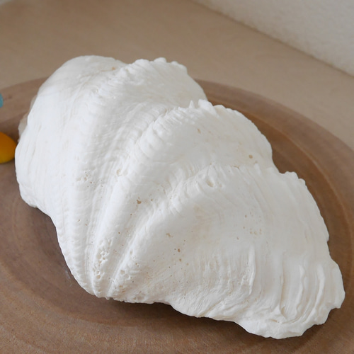 激レア！激美！ Lサイズ 天然 シャコ貝 片側1枚 宮古島産 A級