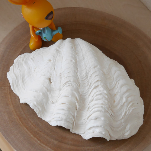 激レア！激美！ Lサイズ 天然 シャコ貝 片側1枚 宮古島産 A級品 素材