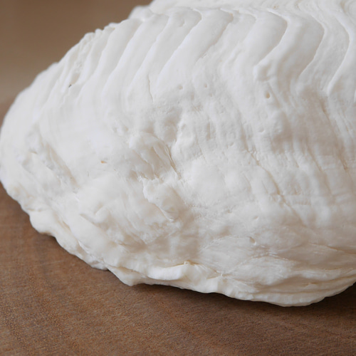 激レア！激美！ Lサイズ 天然 シャコ貝 片側1枚 宮古島産 A級品 素材