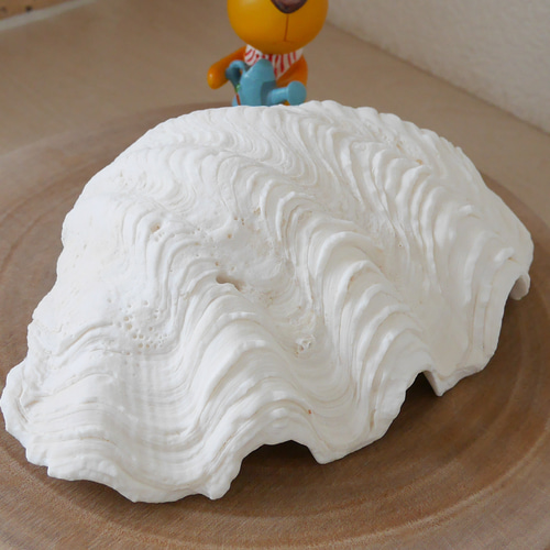 激レア！激美！ Lサイズ 天然 シャコ貝 片側1枚 宮古島産 A級品 素材