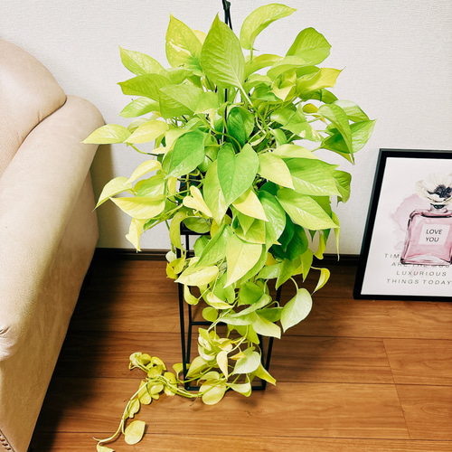 現品］ポトス ライム 5号 観葉植物 ハンギング 吊り鉢 かわいい その他