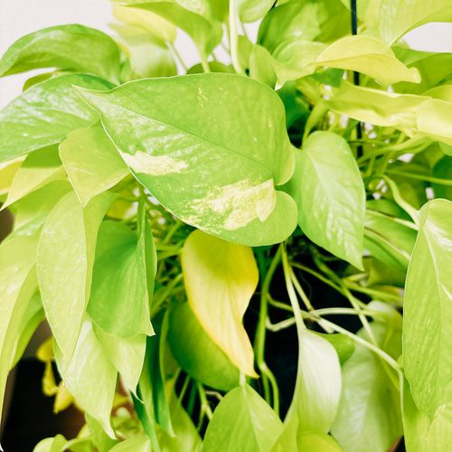 AWドリーム ポトス　新品種　タグ付　激レア　インテリア　希少　斑入り AWドリーム ポトス 新品種 タグ付 激レア インテリア 希少 斑入り