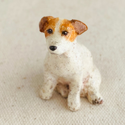 ジャックラッセルテリア（Jack Russell Terrier） 2枚目の画像