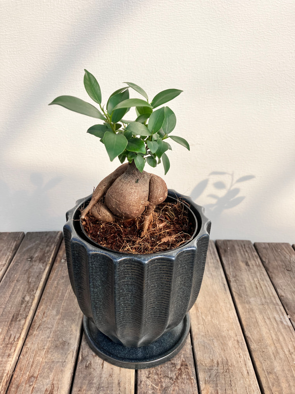 ガジュマル＊オシャレな陶器鉢＊観葉植物＊人気＊ 5枚目の画像