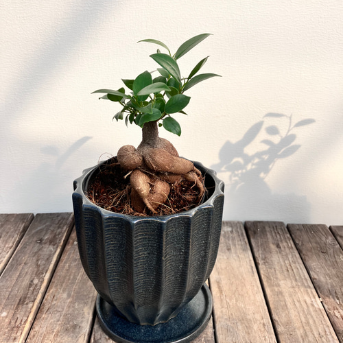 ガジュマル＊オシャレな陶器鉢＊観葉植物＊人気＊ アートフラワー