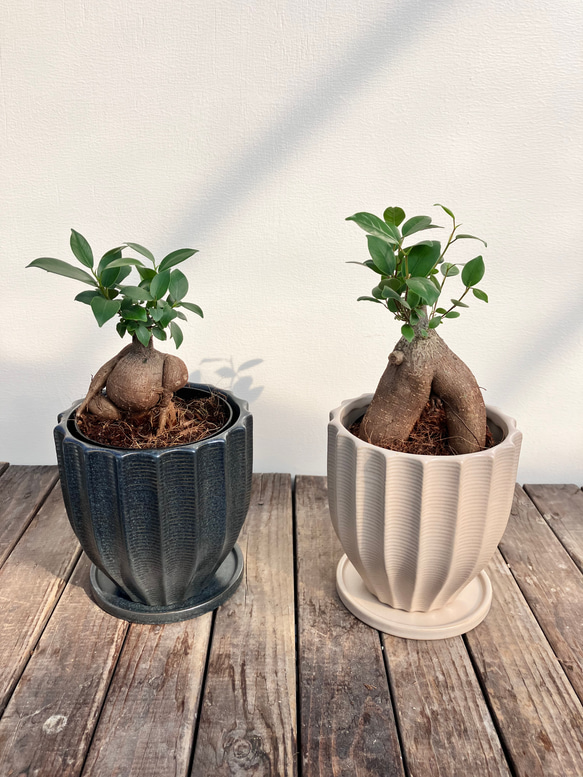 ガジュマル＊オシャレな陶器鉢＊観葉植物＊人気＊ アートフラワー
