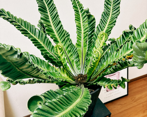 ［現品］15番　アスプレニウム　コブラ　8号　観葉植物　室内　オオタニワタリ 現品］15番 アスプレニウム コブラ 8号 観葉植物 室内 おしゃれ