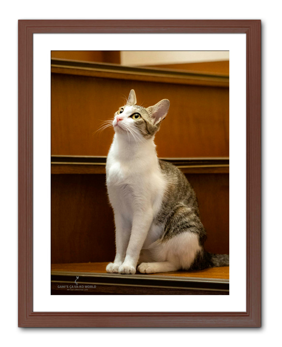 【額付アート写真/A3サイズ】階段の猫 1枚目の画像