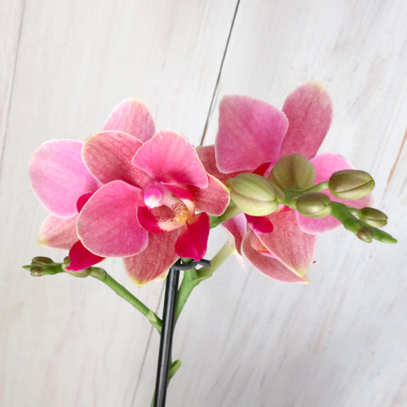 パレフローラピンク 胡蝶蘭 アートフラワー鉢花 約30cm 胡蝶蘭 ピンク 3本立 L | 花・花束を贈るなら第一園芸オンライン