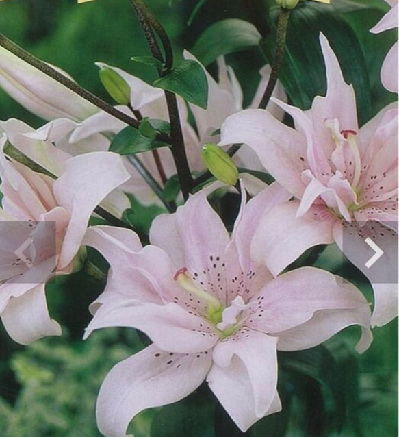 【エロディ1 】 特殊な発色 独特な咲き方をする百合毎年する丈夫で華やかな八重咲き品種花粉少なく扱い易い 2枚目の画像