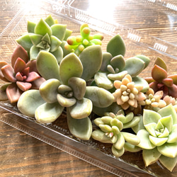 ✤03 多肉植物 アソート 約100g 約10個 詰め合わせ セット カット苗