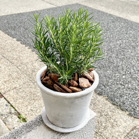  第9張的照片