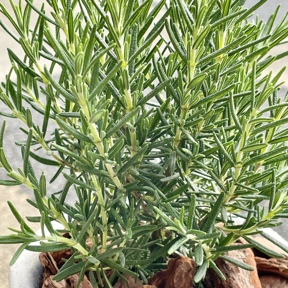  第16張的照片