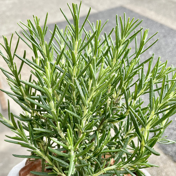  第15張的照片
