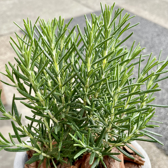  第12張的照片