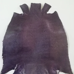 リザード　トカゲ　濃い紫 1枚目の画像