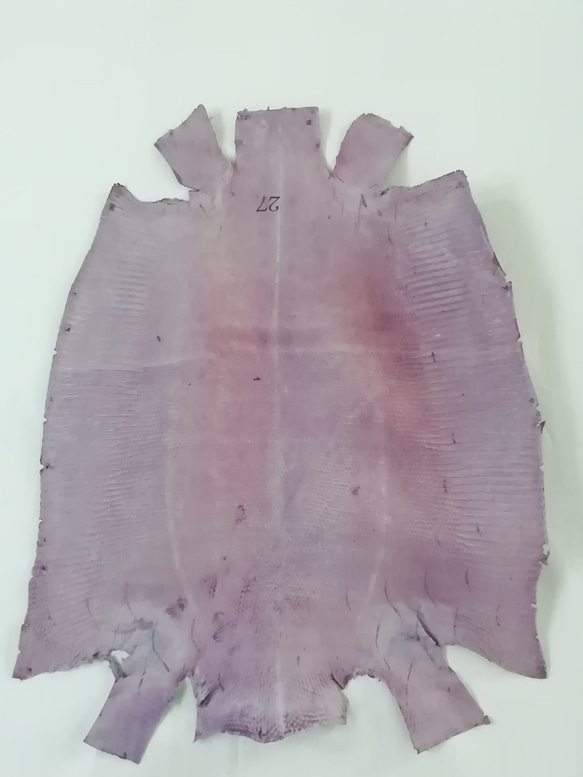 リザード　トカゲ　濃い紫 3枚目の画像