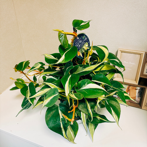 現品］【新品種】オキシカルジウム ブラジルカーニバル