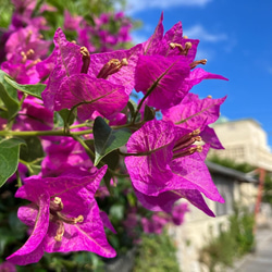 南国の沖縄のブーゲンビリアの生花のラッピング！《数限定》 3枚目の画像