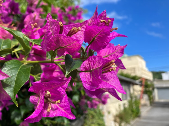 南国の沖縄のブーゲンビリアの生花のラッピング！《数限定》 3枚目の画像